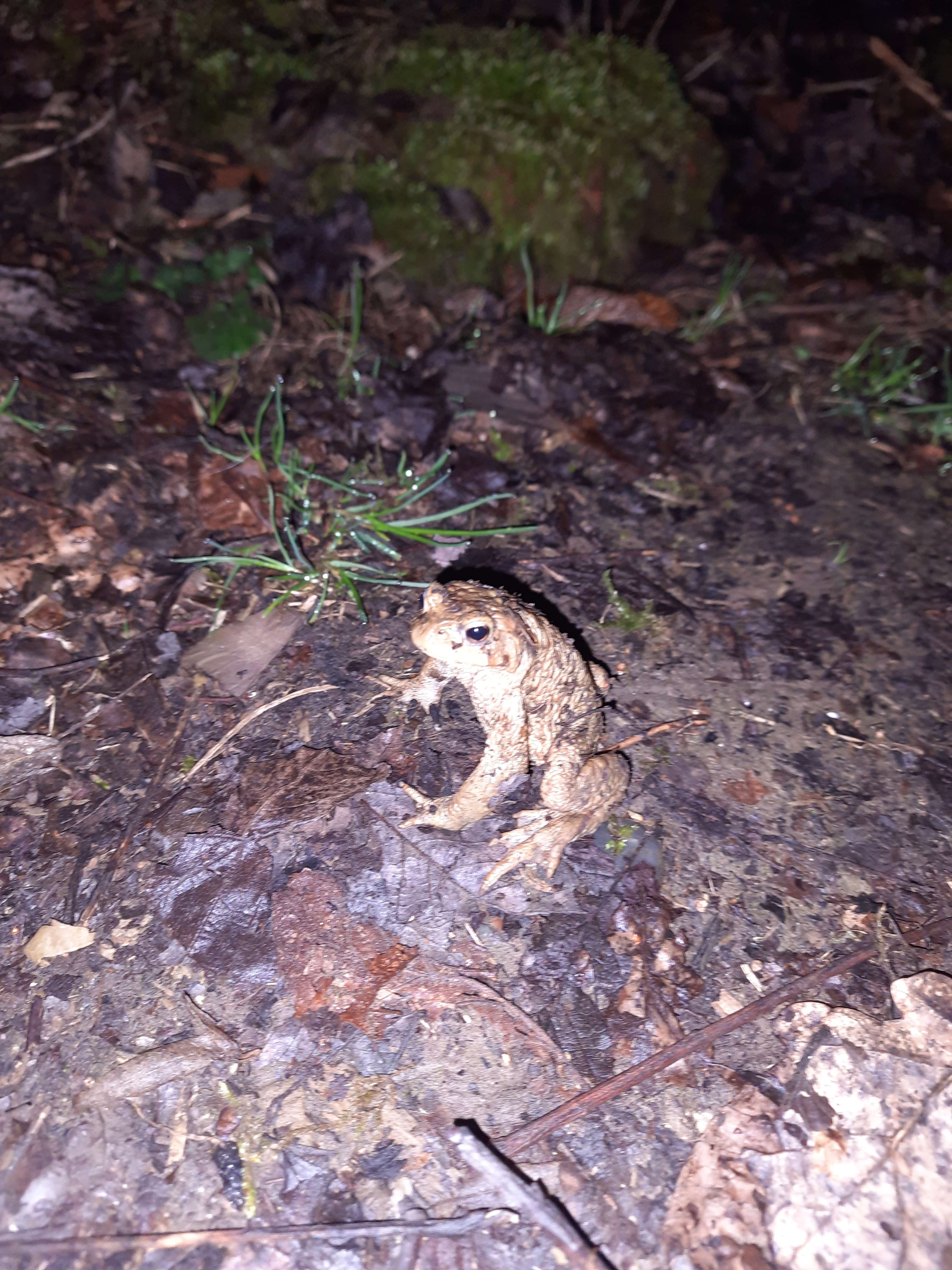 frog sitting in dirt