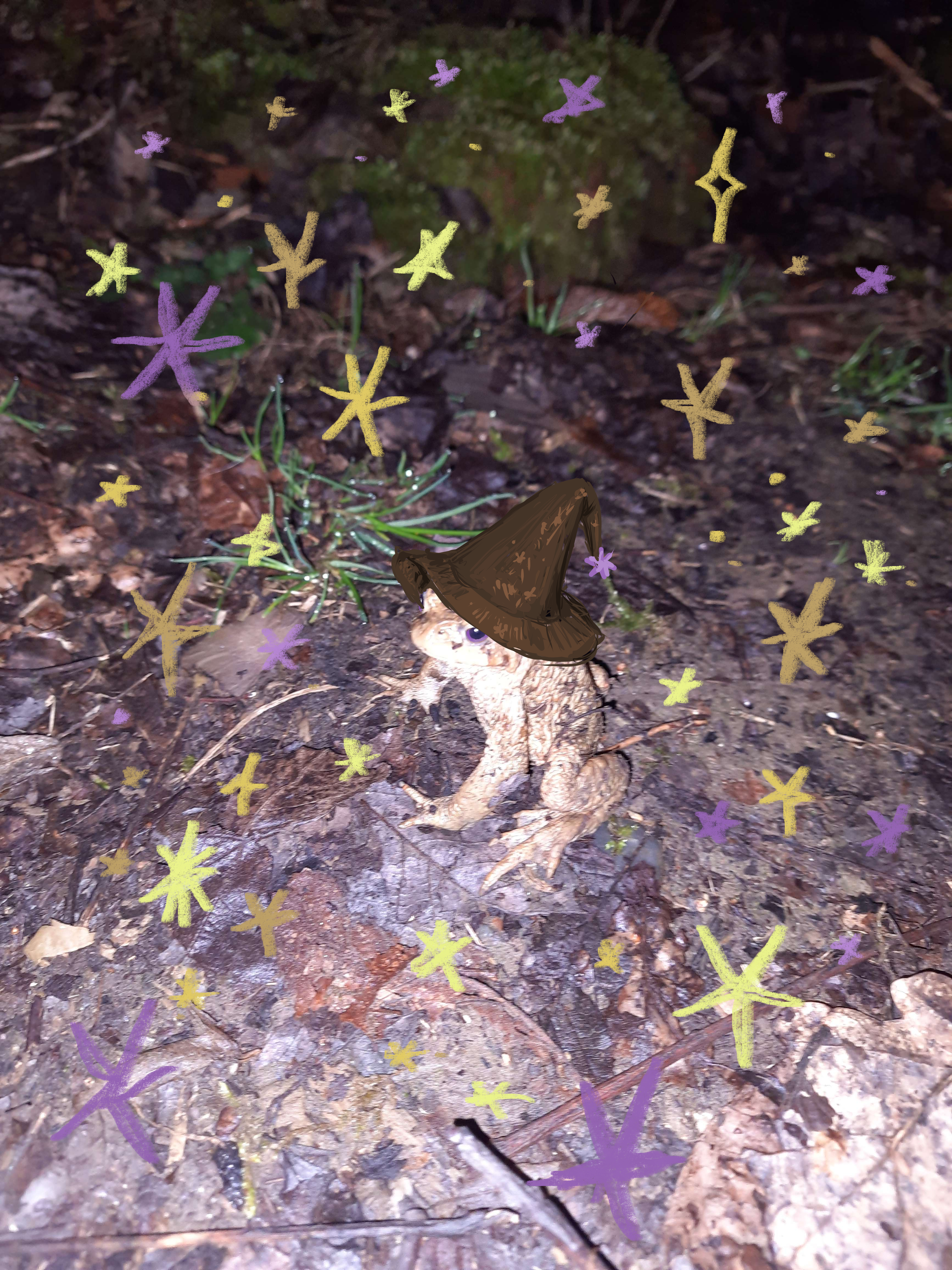 frog sitting in dirt with a wizard hat on and sparkles around him
